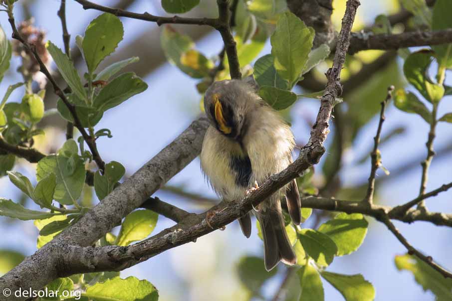 Canon EOS 7D Mark II  --  EF100-400mm f/4.5-5.6L IS II USM -- 1/500 sec at f / 7.1 -- ISO 320 -- 2/3 EV -- 