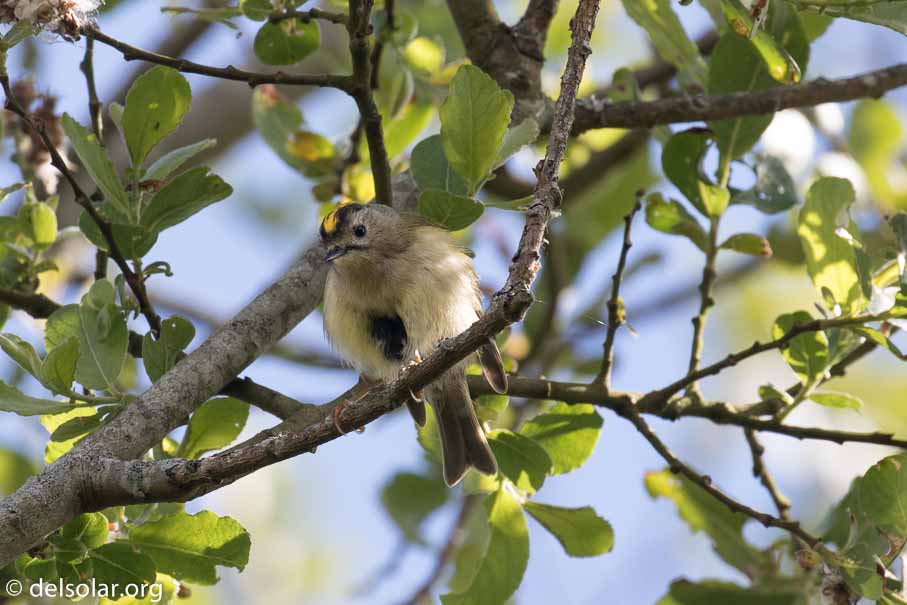 Canon EOS 7D Mark II  --  EF100-400mm f/4.5-5.6L IS II USM -- 1/500 sec at f / 7.1 -- ISO 320 -- 2/3 EV -- 