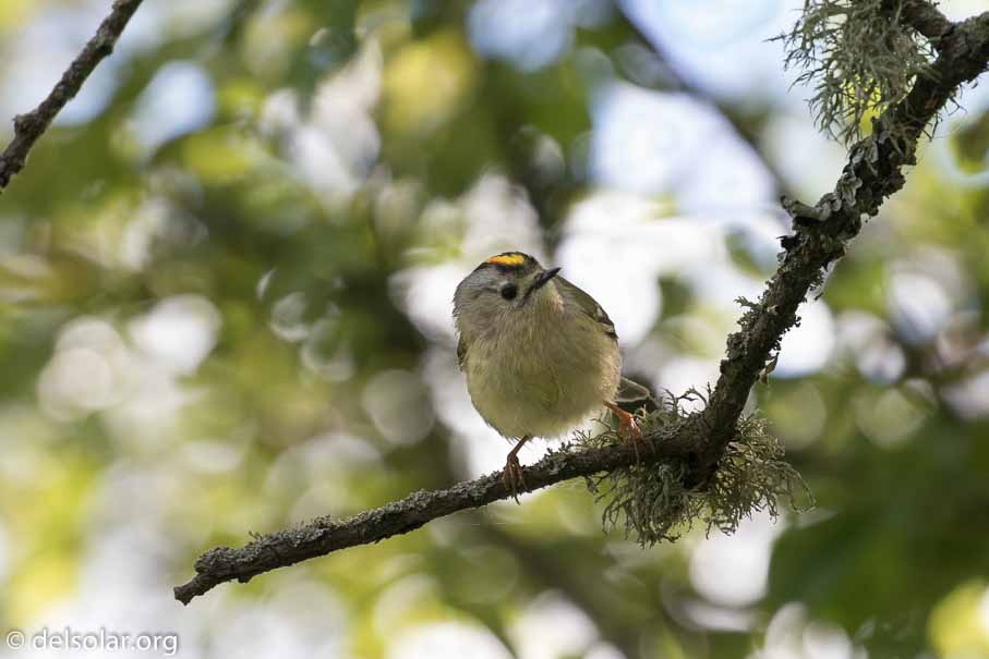 Canon EOS 7D Mark II  --  EF100-400mm f/4.5-5.6L IS II USM -- 1/320 sec at f / 7.1 -- ISO 320 -- 2/3 EV -- 