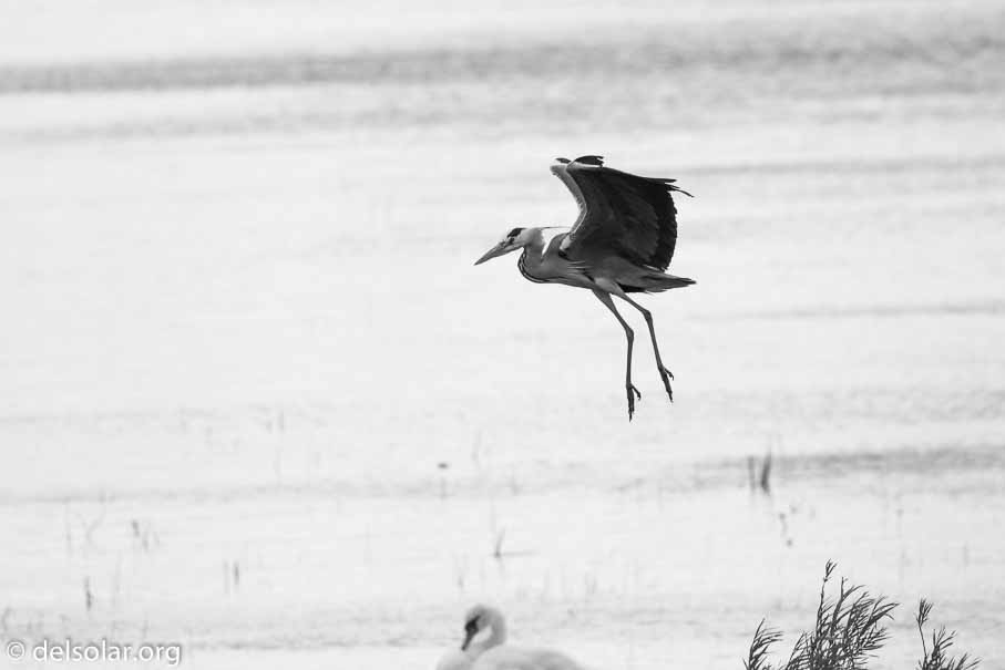 Canon EOS 7D Mark II  --  EF100-400mm f/4.5-5.6L IS II USM -- 1/6400 sec at f / 6.3 -- ISO 640 -- 2/3 EV -- 