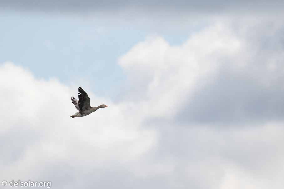 Canon EOS 7D Mark II  --  EF100-400mm f/4.5-5.6L IS II USM -- 1/8000 sec at f / 6.3 -- ISO 640 -- 2/3 EV -- 