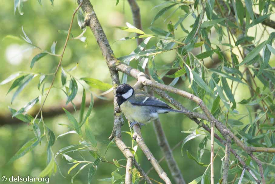 Canon EOS 7D Mark II  --  EF100-400mm f/4.5-5.6L IS II USM -- 1/50 sec at f / 7.1 -- ISO 200 -- 2/3 EV -- 