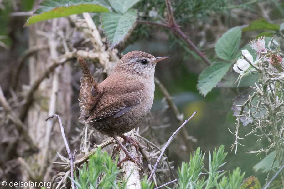 Canon EOS 7D Mark II  --  EF100-400mm f/4.5-5.6L IS II USM -- 1/160 sec at f / 6.3 -- ISO 1600 -- 1/3 EV -- 