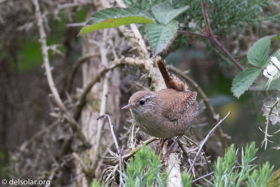 Canon EOS 7D Mark II  --  EF100-400mm f/4.5-5.6L IS II USM -- 1/160 sec at f / 6.3 -- ISO 1600 -- 1/3 EV -- 