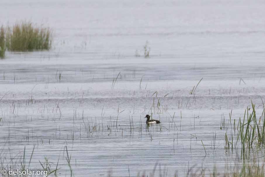 Canon EOS 7D Mark II  --  EF100-400mm f/4.5-5.6L IS II USM -- 1/2000 sec at f / 6.3 -- ISO 1250 -- 2/3 EV -- 