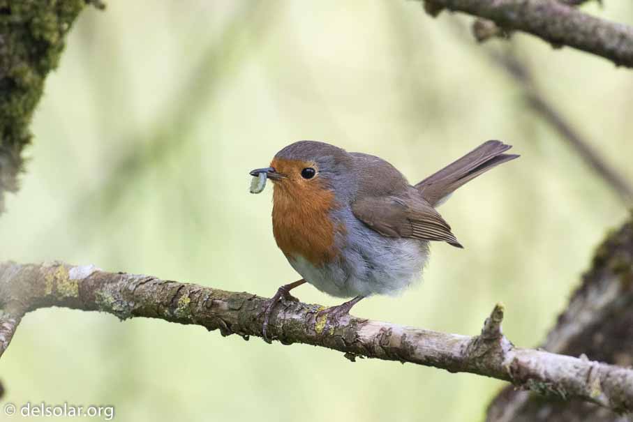 Canon EOS 7D Mark II  --  EF100-400mm f/4.5-5.6L IS II USM -- 1/400 sec at f / 6.3 -- ISO 1250 -- 2/3 EV -- 