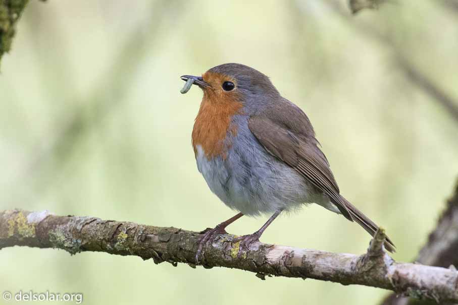 Canon EOS 7D Mark II  --  EF100-400mm f/4.5-5.6L IS II USM -- 1/400 sec at f / 6.3 -- ISO 1250 -- 2/3 EV -- 