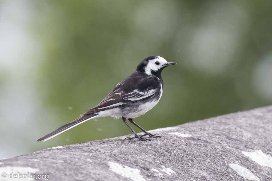 Canon EOS 7D Mark II  --  EF100-400mm f/4.5-5.6L IS II USM -- 1/400 sec at f / 6.3 -- ISO 1250 -- 1 EV -- 