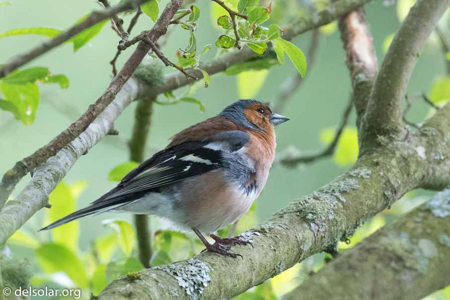 Canon EOS 7D Mark II  --  EF100-400mm f/4.5-5.6L IS II USM -- 1/200 sec at f / 6.3 -- ISO 2000 -- 1 EV -- 