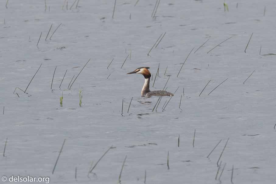 Canon EOS 7D Mark II  --  EF100-400mm f/4.5-5.6L IS II USM +1.4x III -- 1/1000 sec at f / 11 -- ISO 1250 -- 0 EV -- 