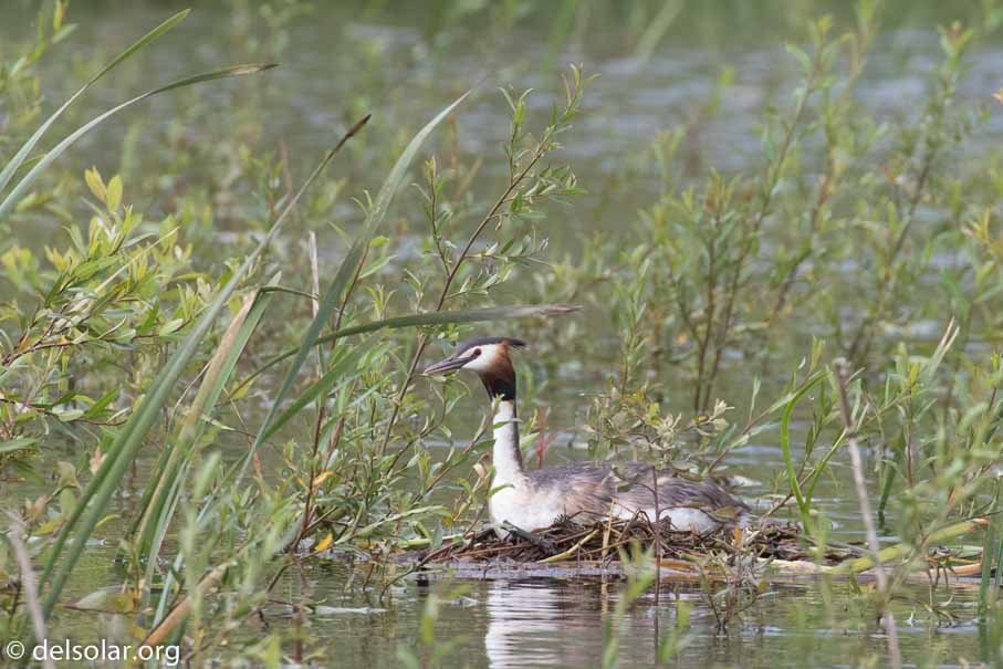 Canon EOS 7D Mark II  --  EF100-400mm f/4.5-5.6L IS II USM +1.4x III -- 1/320 sec at f / 11 -- ISO 1250 -- 2/3 EV -- 