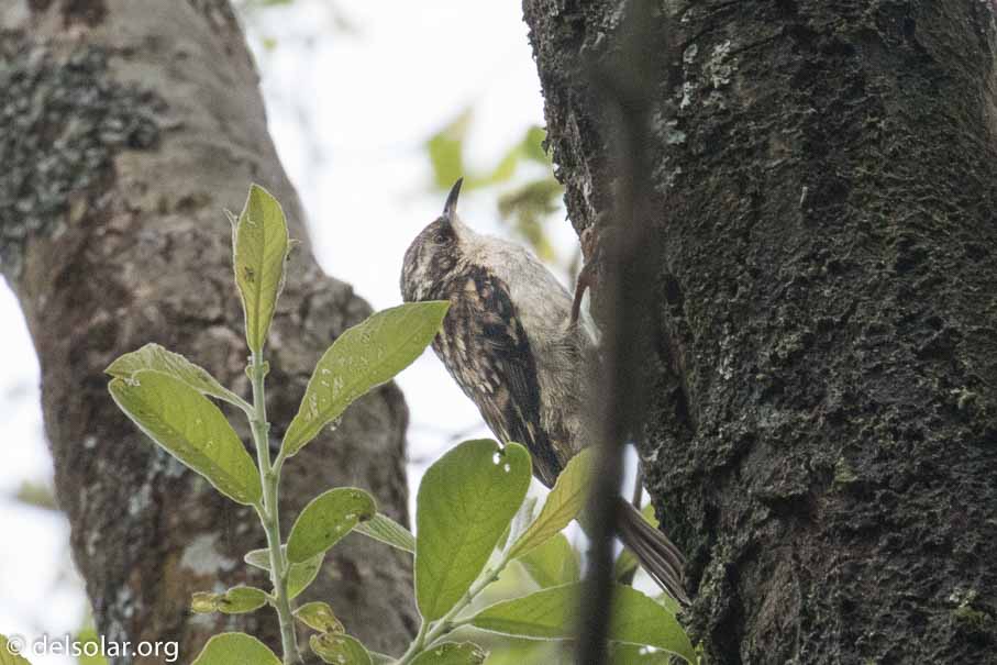 Canon EOS 7D Mark II  --  EF100-400mm f/4.5-5.6L IS II USM -- 1/200 sec at f / 16 -- ISO 2500 -- 2/3 EV -- 