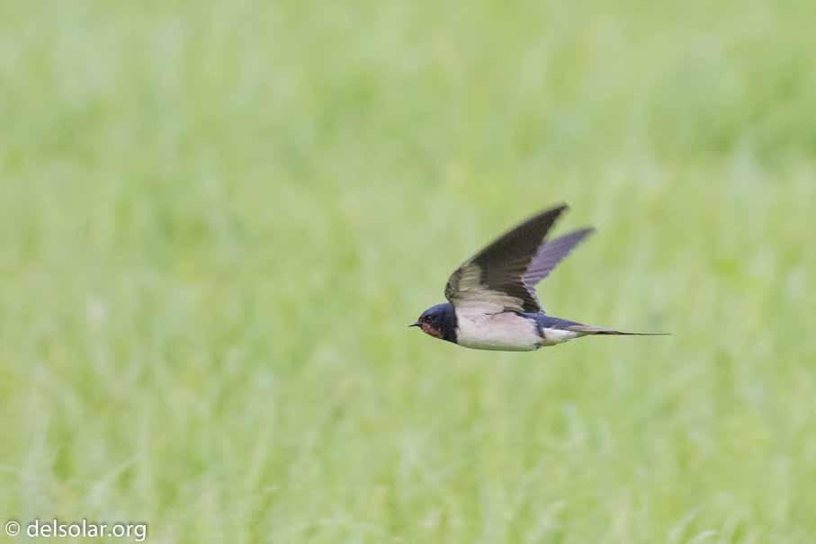 Canon EOS 7D Mark II  --  EF100-400mm f/4.5-5.6L IS II USM -- 1/640 sec at f / 6.3 -- ISO 1250 -- 1 EV -- 