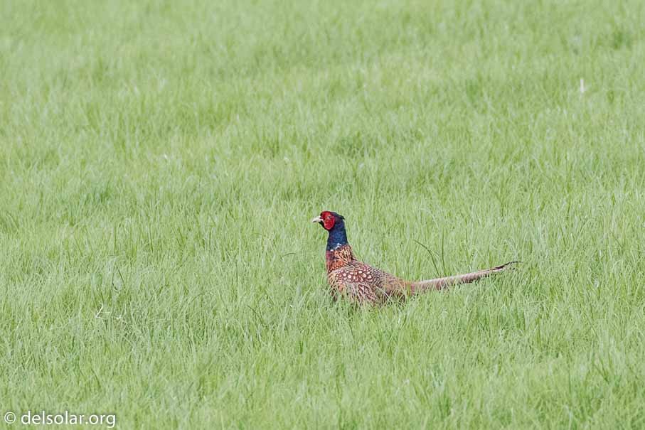 Canon EOS 7D Mark II  --  EF100-400mm f/4.5-5.6L IS II USM -- 1/1000 sec at f / 6.3 -- ISO 1600 -- 1 EV -- 