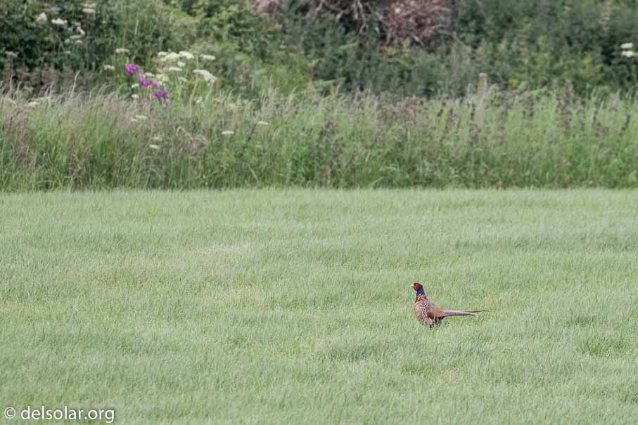 Canon EOS 7D Mark II  --  EF100-400mm f/4.5-5.6L IS II USM -- 1/500 sec at f / 6.3 -- ISO 800 -- 1 EV -- 