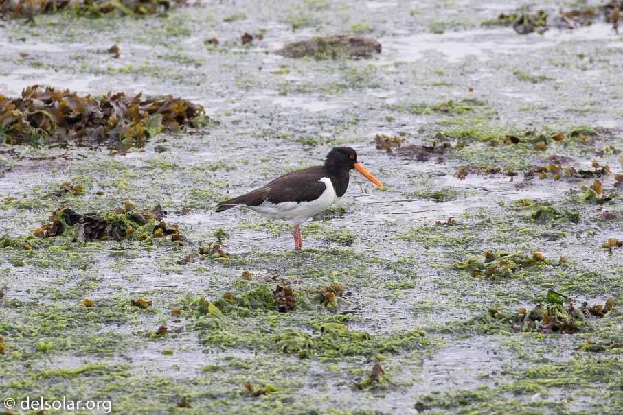 Canon EOS 7D Mark II  --  EF100-400mm f/4.5-5.6L IS II USM -- 1/500 sec at f / 6.3 -- ISO 800 -- 1 EV -- 