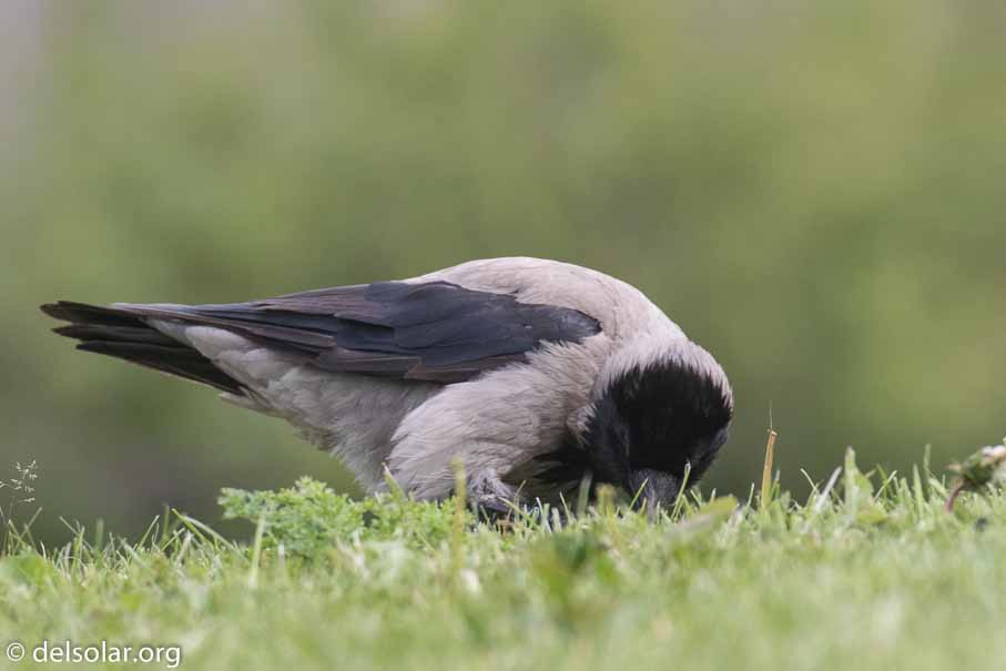 Canon EOS 7D Mark II  --  EF100-400mm f/4.5-5.6L IS II USM -- 1/800 sec at f / 6.3 -- ISO 400 -- 1/3 EV -- 