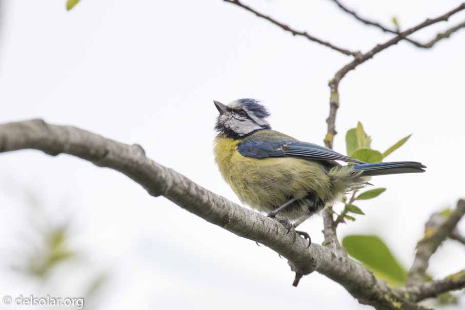 Canon EOS 7D Mark II  --  EF100-400mm f/4.5-5.6L IS II USM -- 1/640 sec at f / 6.3 -- ISO 400 -- 2 2/3 EV -- 