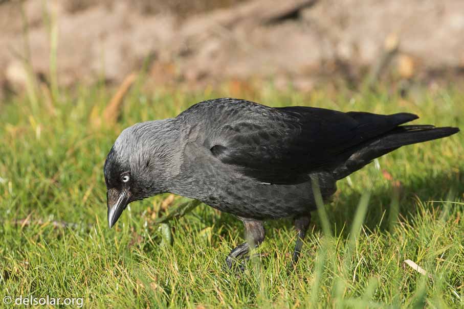 Canon EOS 7D Mark II  --  EF100-400mm f/4.5-5.6L IS II USM -- 1/320 sec at f / 7.1 -- ISO 200 -- 0 EV -- 