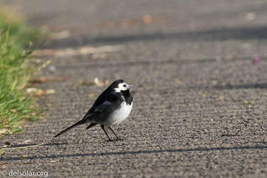 Canon EOS 7D Mark II  --  EF100-400mm f/4.5-5.6L IS II USM -- 1/320 sec at f / 7.1 -- ISO 200 -- 0 EV -- 