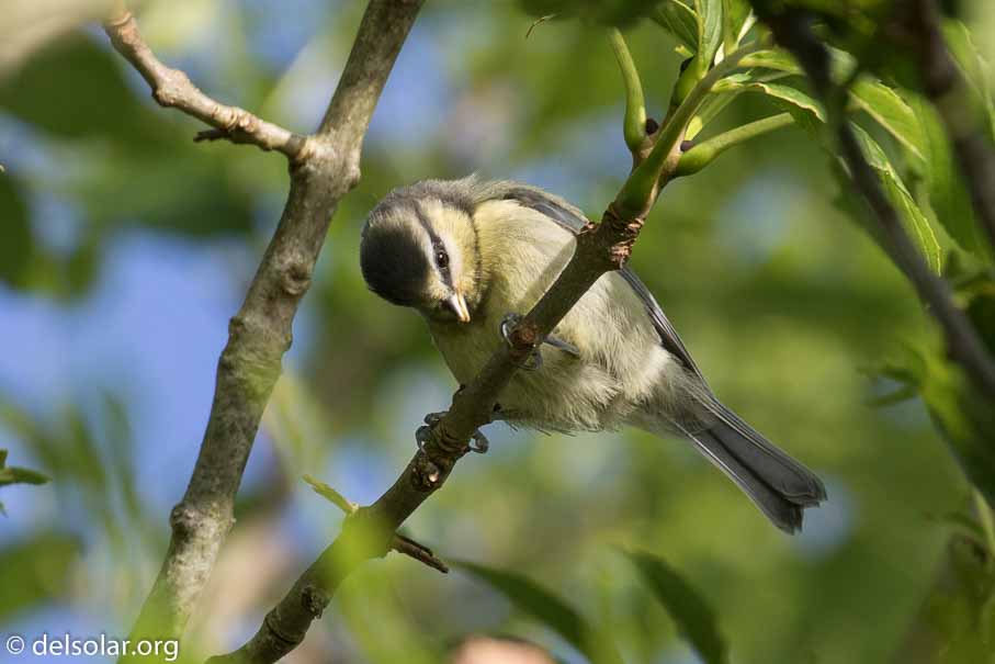 Canon EOS 7D Mark II  --  EF100-400mm f/4.5-5.6L IS II USM -- 1/320 sec at f / 7.1 -- ISO 200 -- 0 EV -- 