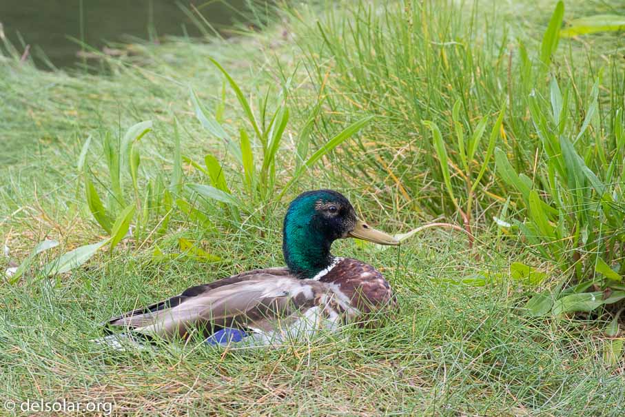 Canon EOS 7D Mark II  --  EF100-400mm f/4.5-5.6L IS II USM -- 1/320 sec at f / 6.3 -- ISO 800 -- 2/3 EV -- 