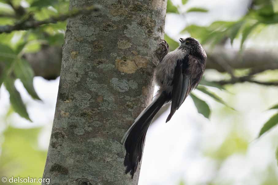 Canon EOS 7D Mark II  --  EF100-400mm f/4.5-5.6L IS II USM -- 1/320 sec at f / 6.3 -- ISO 800 -- 2/3 EV -- 