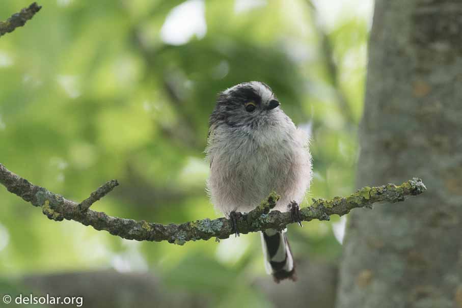 Canon EOS 7D Mark II  --  EF100-400mm f/4.5-5.6L IS II USM -- 1/200 sec at f / 6.3 -- ISO 800 -- 2/3 EV -- 