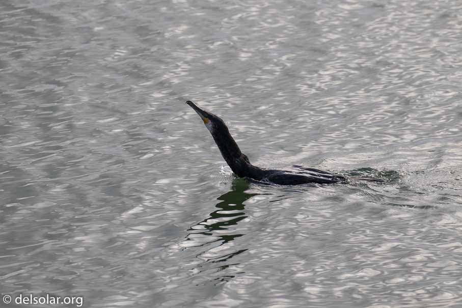 Canon EOS 7D Mark II  --  EF100-400mm f/4.5-5.6L IS II USM -- 1/1600 sec at f / 6.3 -- ISO 250 -- 1/3 EV -- 