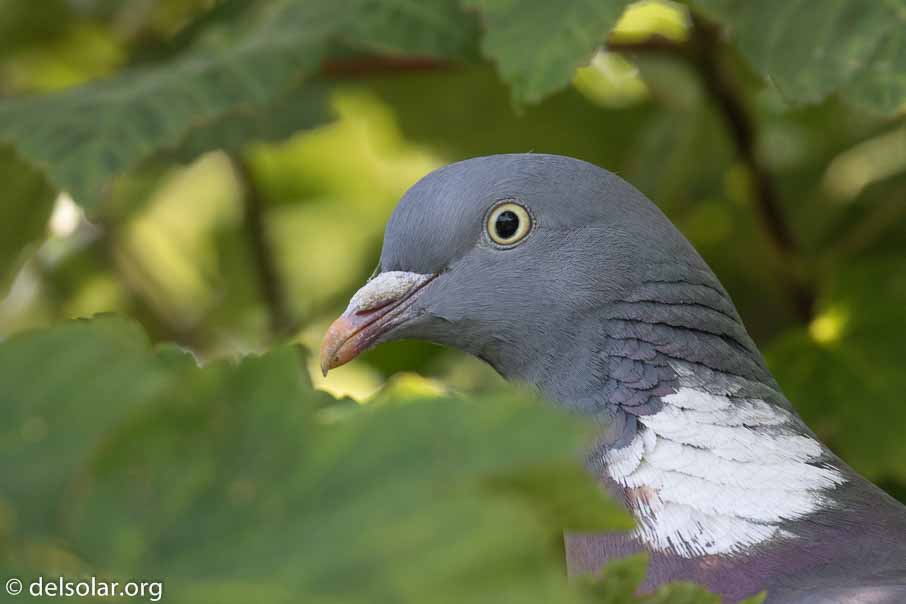 Canon EOS 7D Mark II  --  EF100-400mm f/4.5-5.6L IS II USM -- 1/160 sec at f / 6.3 -- ISO 250 -- 1/3 EV -- 