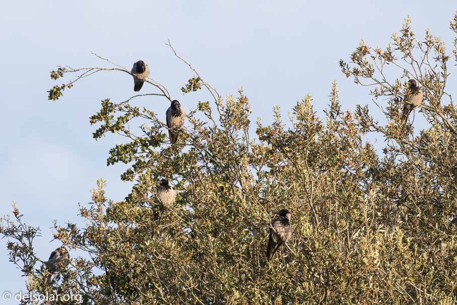 Canon EOS 7D Mark II  --  EF100-400mm f/4.5-5.6L IS II USM -- 1/640 sec at f / 7.1 -- ISO 400 -- 2/3 EV -- 