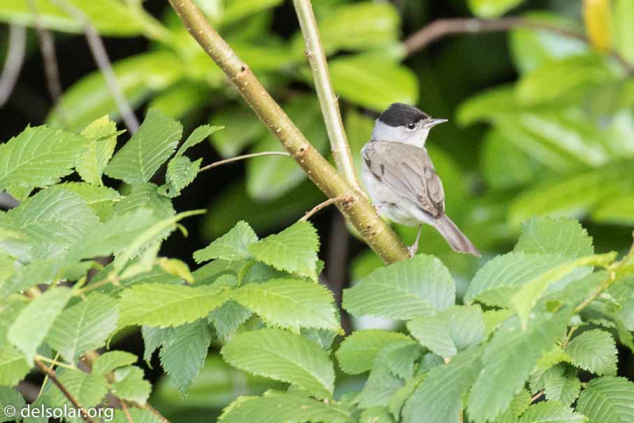 Canon EOS 7D Mark II  --  EF100-400mm f/4.5-5.6L IS II USM -- 1/50 sec at f / 6.3 -- ISO 1250 -- 2/3 EV -- 