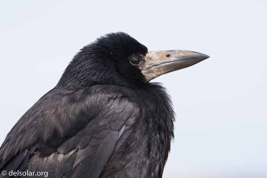 Canon EOS 7D Mark II  --  EF100-400mm f/4.5-5.6L IS II USM -- 1/320 sec at f / 9.0 -- ISO 200 -- 2/3 EV -- 