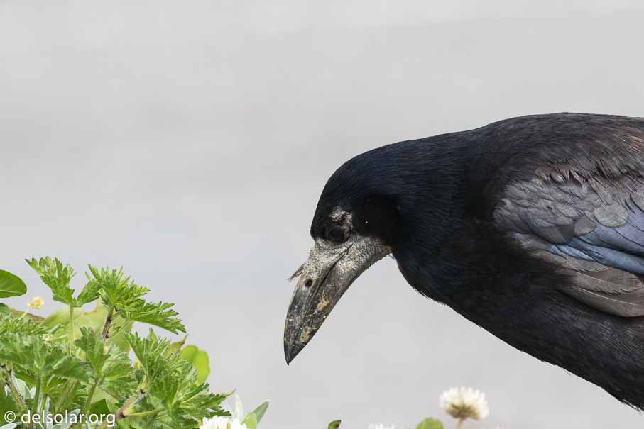 Canon EOS 7D Mark II  --  EF100-400mm f/4.5-5.6L IS II USM -- 1/200 sec at f / 9.0 -- ISO 200 -- 2/3 EV -- 