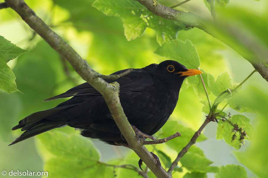 Canon EOS 7D Mark II  --  EF100-400mm f/4.5-5.6L IS II USM -- 1/125 sec at f / 6.3 -- ISO 640 -- 1/3 EV -- 