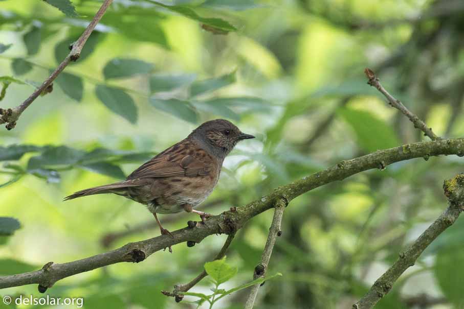 Canon EOS 7D Mark II  --  EF100-400mm f/4.5-5.6L IS II USM -- 1/100 sec at f / 7.1 -- ISO 640 -- 1/3 EV -- 