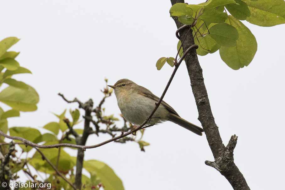 Canon EOS 7D Mark II  --  EF100-400mm f/4.5-5.6L IS II USM -- 1/5000 sec at f / 7.1 -- ISO 640 -- 1/3 EV -- 