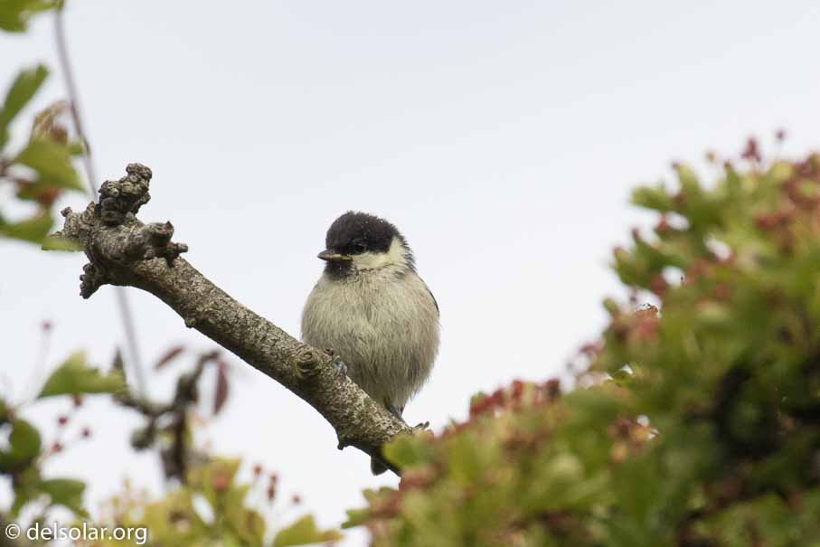 Canon EOS 7D Mark II  --  EF100-400mm f/4.5-5.6L IS II USM -- 1/2000 sec at f / 7.1 -- ISO 640 -- 1/3 EV -- 