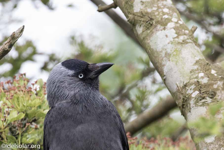 Canon EOS 7D Mark II  --  EF100-400mm f/4.5-5.6L IS II USM -- 1/400 sec at f / 7.1 -- ISO 640 -- 1/3 EV -- 