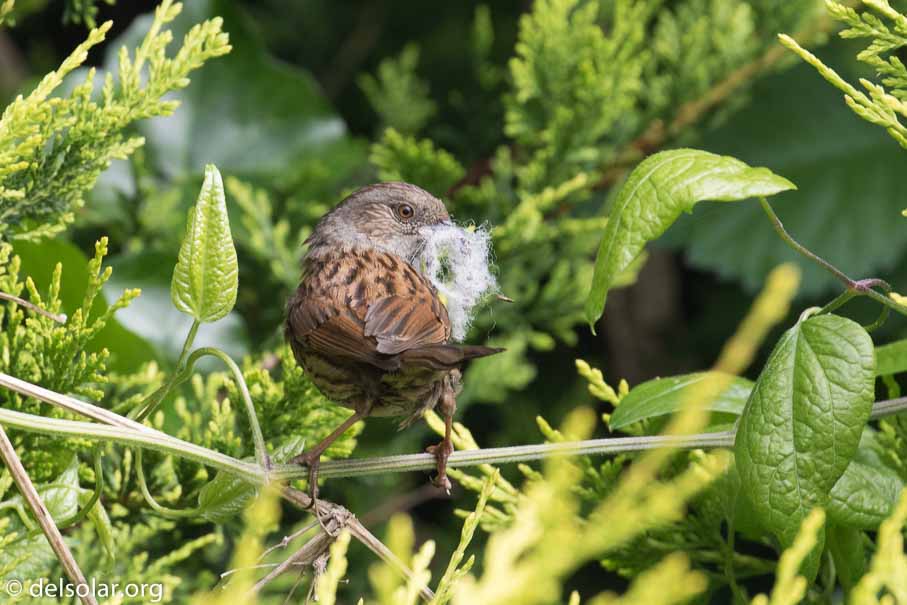 Canon EOS 7D Mark II  --  EF100-400mm f/4.5-5.6L IS II USM -- 1/320 sec at f / 7.1 -- ISO 640 -- 1/3 EV -- 