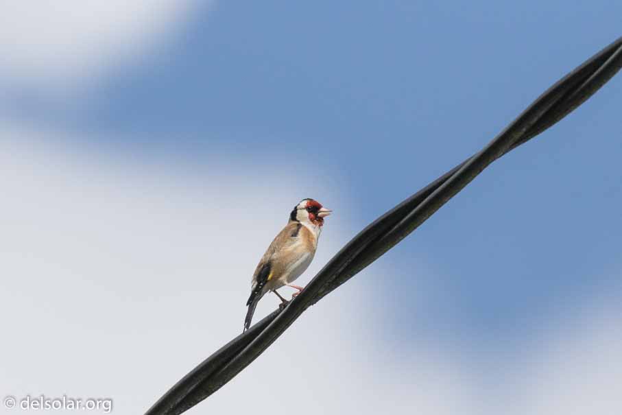 Canon EOS 7D Mark II  --  EF100-400mm f/4.5-5.6L IS II USM -- 1/8000 sec at f / 7.1 -- ISO 640 -- 1/3 EV -- 