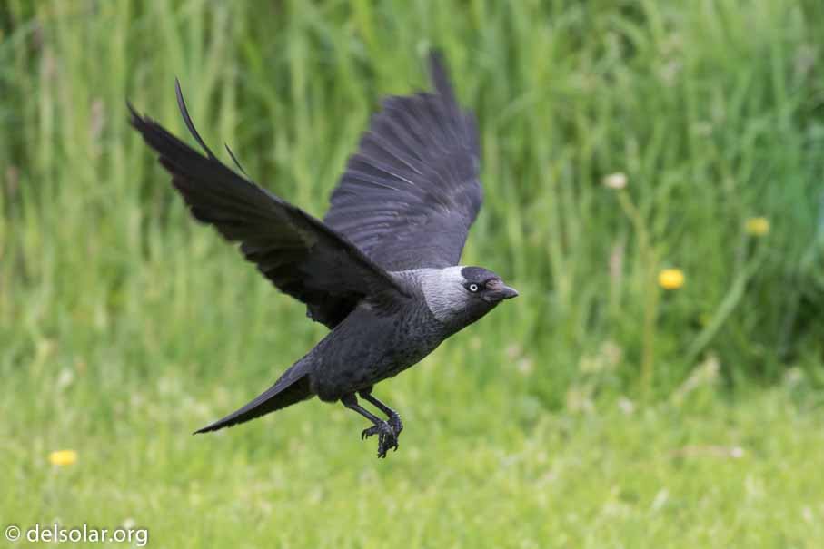 Canon EOS 7D Mark II  --  EF100-400mm f/4.5-5.6L IS II USM -- 1/500 sec at f / 6.3 -- ISO 640 -- 1/3 EV -- 