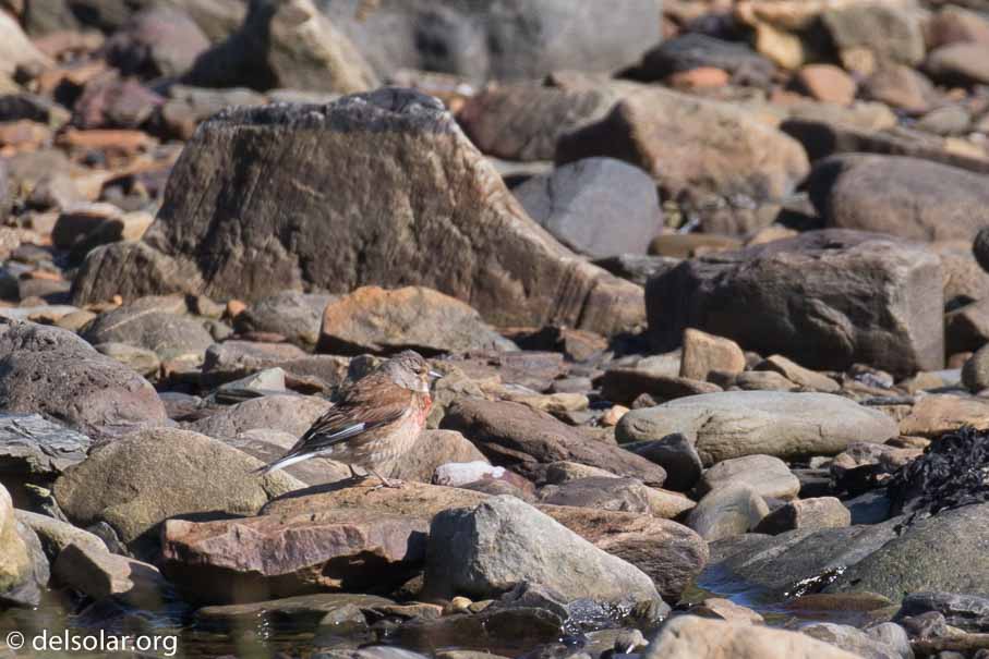 Canon EOS 7D Mark II  --  EF100-400mm f/4.5-5.6L IS II USM -- 1/320 sec at f / 7.1 -- ISO 100 -- 0 EV -- 