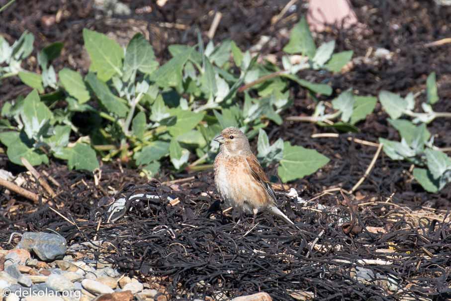 Canon EOS 7D Mark II  --  EF100-400mm f/4.5-5.6L IS II USM -- 1/250 sec at f / 7.1 -- ISO 100 -- 0 EV -- 