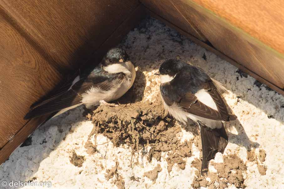 Canon EOS 7D Mark II  --  EF100-400mm f/4.5-5.6L IS II USM +1.4x III -- 1/250 sec at f / 9.0 -- ISO 1000 -- 2/3 EV -- 