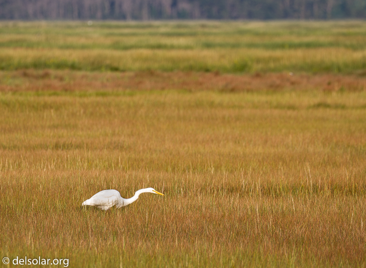 Canon EOS 7D  --  300 mm  --  EF100-400mm f/4.5-5.6L IS II USM  