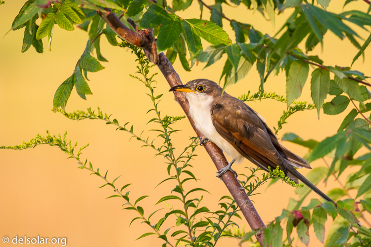 Canon EOS 7D  --  400 mm  --  EF100-400mm f/4.5-5.6L IS II USM  