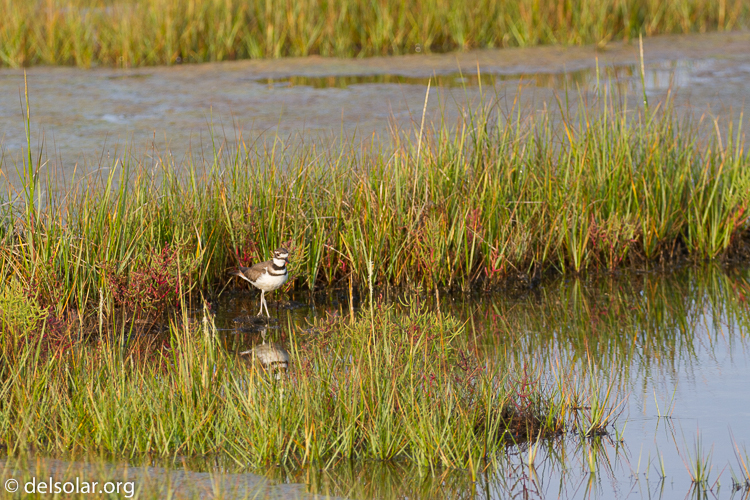 Canon EOS 7D  --  248 mm  --  EF100-400mm f/4.5-5.6L IS II USM  