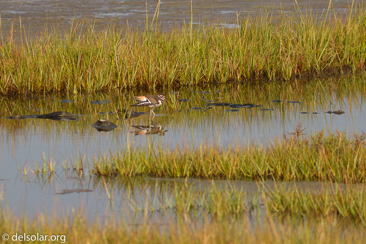 Canon EOS 7D  --  135 mm  --  EF100-400mm f/4.5-5.6L IS II USM  