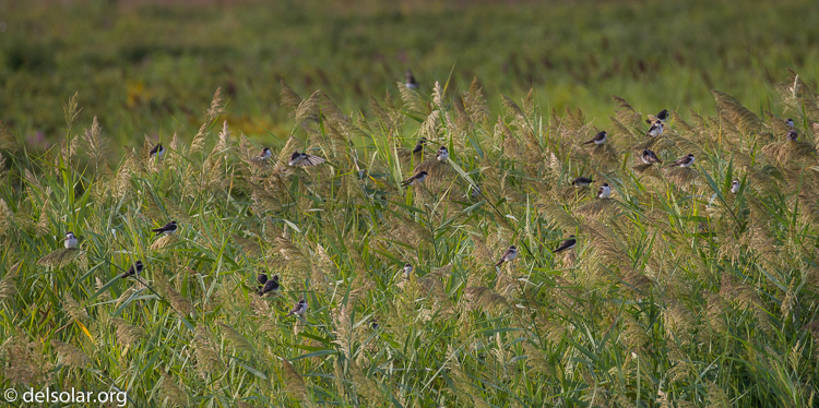 Canon EOS 7D  --  360 mm  --  EF100-400mm f/4.5-5.6L IS II USM  